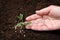 Woman fertilizing plant in soil. Gardening season