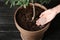 Woman fertilizing pot plant on wooden table. Gardening time