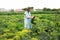 woman in the field and holds harvested carrot vegetables. woman working on an agricultural field on a sunny day