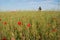 Woman in a field of poppies