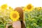 Woman in a field of sunflowers. Young woman stands with her back to the camera and hides behind a sunflower