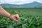 Woman fingers picking fresh oolong tea leaves in focus on the hills background