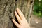 Woman fingertips gently touch the bark of an old tree