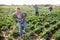 Woman fleeing farm field with stolen cabbages