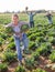 Woman fleeing farm field with stolen cabbages