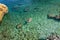 Woman floating on an airbed over the cristal clear water of the rocky scenic mali bok orlec natural wild beach on cres