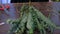 Woman florist prepares eucalyptus branches for bouquet in flower shop, closeup.