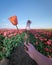 Woman in flower field, young girl in tulip field in the Netherlands during spring season on a bright sunny day