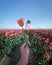 Woman in flower field, young girl in tulip field in the Netherlands during spring season on a bright sunny day