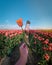 Woman in flower field, young girl in tulip field in the Netherlands during spring season on a bright sunny day