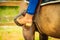 Woman foot in stirrup on horse saddle