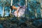 Woman in a forest with doing yoga with trees in the background.