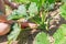 The woman found a crop of zucchini in the garden. Soil and vegetation in the background. Concept of gardening and harvesting