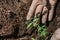 A woman found a worm when she planted tomato seedlings in the ground