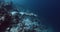 Woman freediver glides on deep in tropical sea. Girl swims underwater against the backdrop of a coral reef