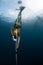 Woman freediver in the golden wetsuit descends along the rope