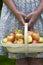 Woman with fresh apples in a wooden trug