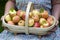 Woman with fresh apples in a wooden trug