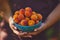 Woman with full bowl of ripe apricots