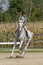 Woman gallops gelding around a corner at show