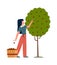 Woman in garden. Female character harvesting apples in basket from tree, backyard gardening concept, growing eco fruits
