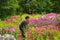 Woman in garden with many colorful varieties of blooming phlox