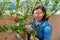 Woman in garden with pruner caring for plant with flowering hibiscus bush