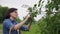 Woman in garden with pruning shears with basket, cutting off faded flowers on lilac bush