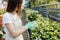 Woman gardener in apron caring potted plant in greenhouse surrounded by plants and pots. Home gardening, love of plants and care.