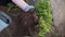 A woman gardener carefully plants a coniferous plant from a pot into the ground.