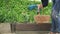 Woman gardener caring flowers in her backyard flower beds