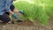 Woman gardener caring for growing leeks in garden bed, using garden tools, shovel root remover