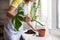 Woman gardener caring of indoor plants. female planting monstera leaf with roots