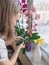 Woman gardener caring for a orchid potted plant. Leaf inspection of phalaenopsis orchids. Home gardening, orchid breeding