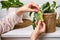 Woman gardener caring for withered plant in flower pot, home living ro