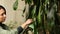 Woman gardener cleaning dusty, washes the leaves Dracaena palm at home, taking care of houseplants