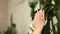 Woman gardener cleaning dusty, washes the leaves Dracaena palm at home, taking care of houseplants