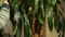 Woman gardener cleaning dusty, washes the leaves Dracaena palm at home, taking care of houseplants