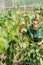 Woman gardener in commercial greenhouse growing bell pepper