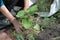 Woman gardener covers zucchini with straw. Closeup.