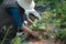 Woman gardener covers zucchini with straw. Closeup.