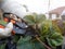 Woman gardener cut old strawberry runners and leaves with secateurs in autumn garden. Seasonal garden work and farming.