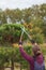Woman gardener cuts pine using secateurs