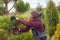 Woman gardener cuts pine using secateurs