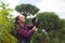 Woman gardener cuts pine using secateurs