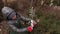 Woman gardener cutting willow branch with scissors