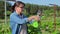 Woman gardener farmer making garter of vine bushes in vineyard using stapler