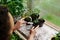 Woman gardener fertilizes soil with sprouts of tomato seeds germinated in a pot. Spring garden work in a home country greenhouse