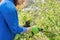 Woman gardener with gloves with secateurs pruning black currant branches