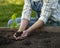 Woman Gardener hands in gardening gloves planting Sprouts in the vegetable garden. Spring garden work concept